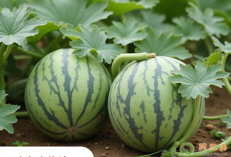 西瓜的營養價值