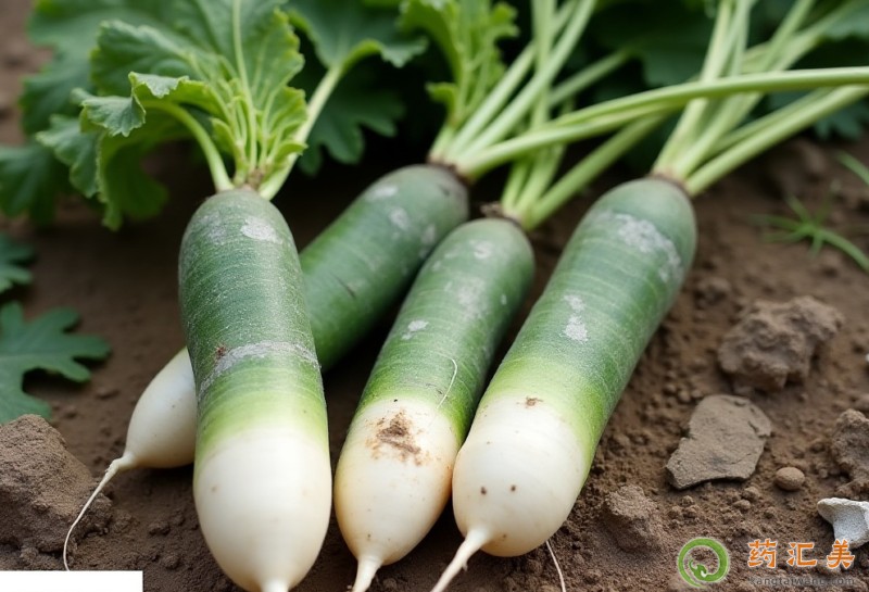 胰腺炎患者能吃蘿卜嗎 胰腺炎患者能吃蘿卜嗎