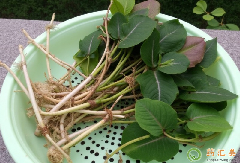 胰腺炎可以吃魚腥草嗎 1.jpg