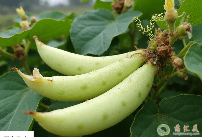 胰腺炎可以吃扁豆嗎 胰腺炎可以吃扁豆嗎