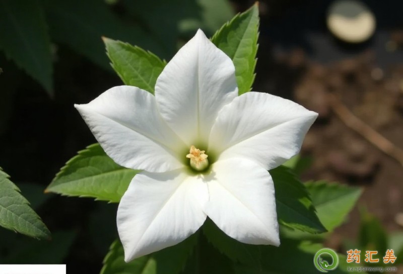 失眠可以吃白花桔梗嗎 失眠可以吃白花桔梗嗎