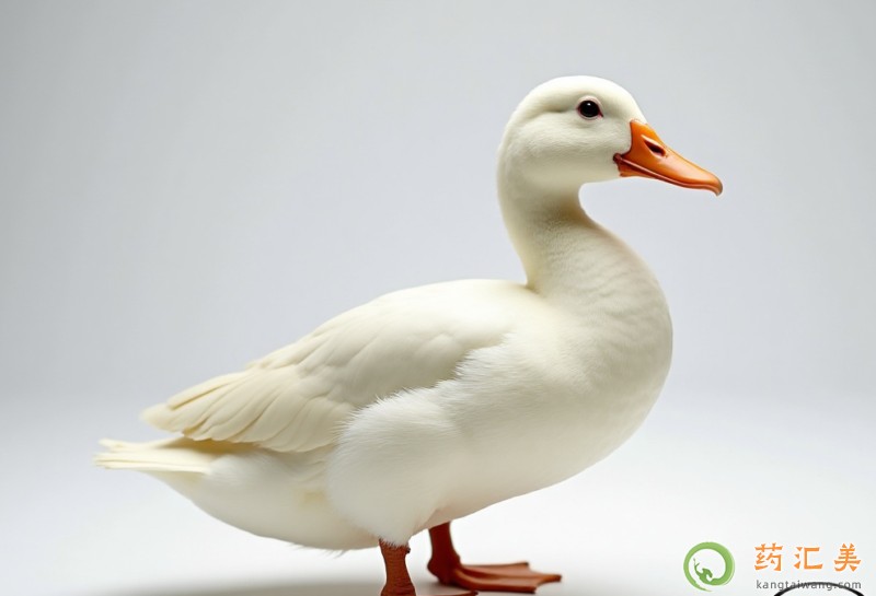 失眠可以吃白鴨嗎 失眠可以吃白鴨嗎