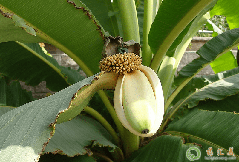 口臭可以吃芭蕉 口臭可以吃芭蕉