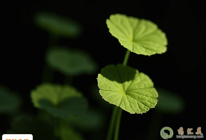 膽囊炎可以吃積雪草 膽囊炎可以吃積雪草