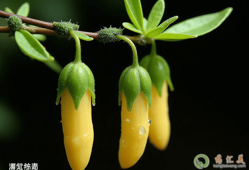失眠可以吃金雀花 失眠可以吃金雀花