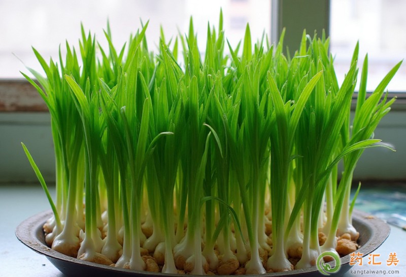 胰腺炎恢復期可以吃大蒜葉嗎 胰腺炎恢復期可以吃大蒜葉嗎