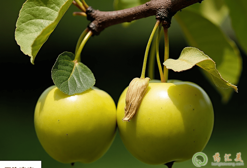 失眠可以吃京白梨 失眠可以吃京白梨