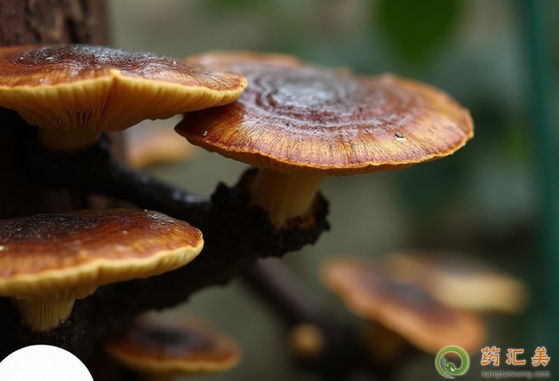 靈芝可以壯陽補腎嗎 靈芝可以壯陽補腎嗎