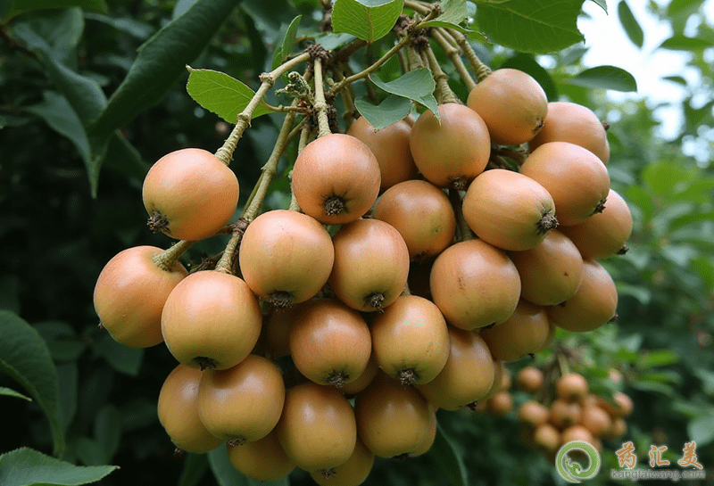 失眠可以吃黃皮果 失眠可以吃黃皮果