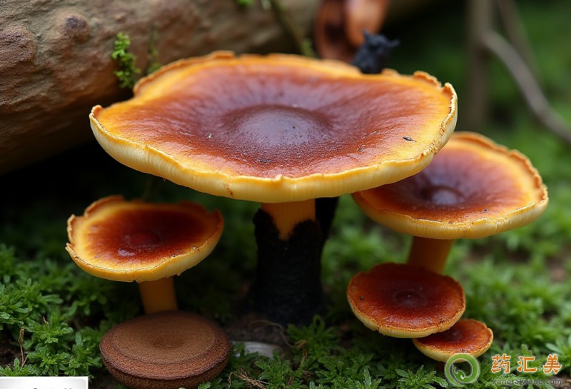 吃靈芝祛斑美白效果好 吃靈芝祛斑美白效果好