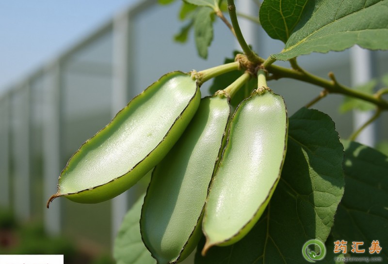 胰腺炎能吃扁豆嗎 胰腺炎能吃扁豆嗎