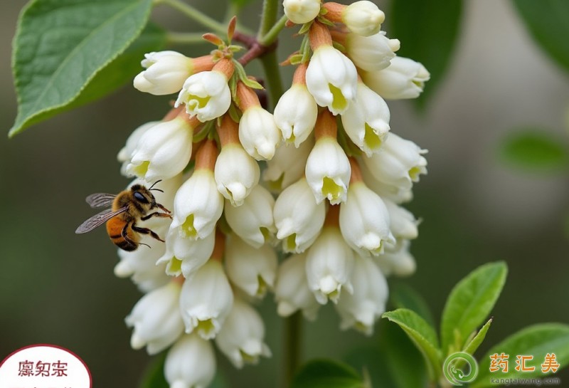 胰腺炎能吃槐花嗎 胰腺炎能吃槐花嗎