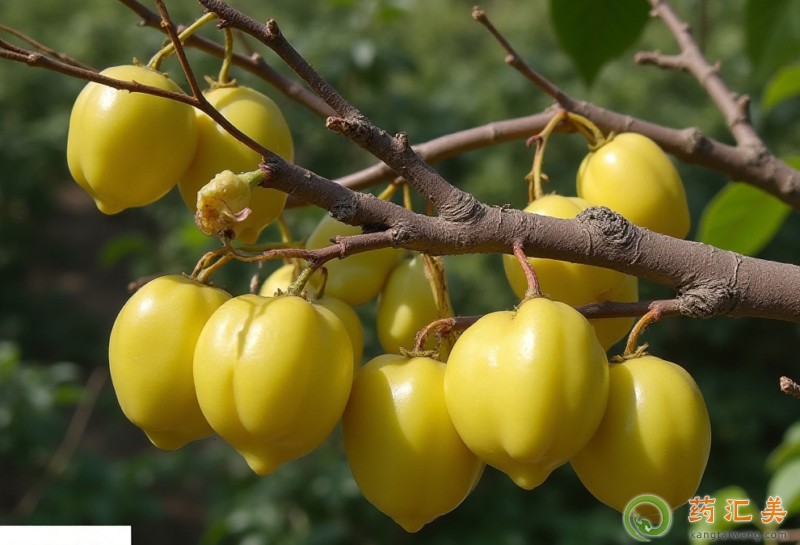 楊桃的營養價值 楊桃的營養價值