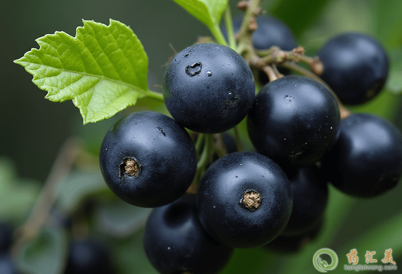 失眠可以吃黑加侖 失眠可以吃黑加侖