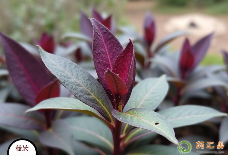 膽結(jié)石能吃紫背天葵嗎 膽結(jié)石能吃紫背天葵嗎