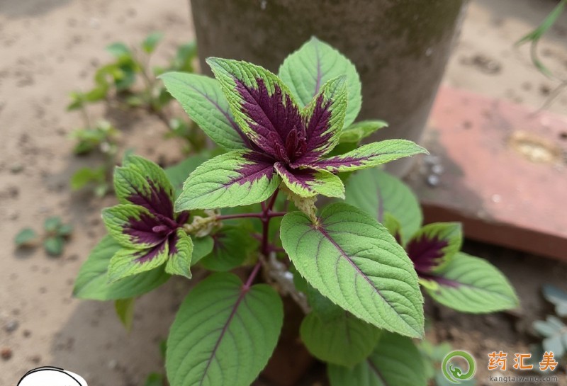 胰腺炎能吃莧菜嗎 胰腺炎能吃莧菜嗎