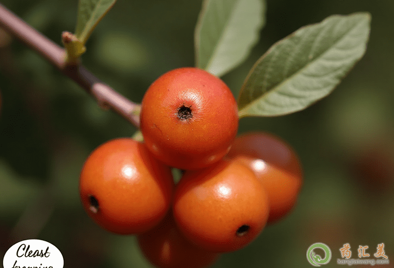 酸棗的營養價值 酸棗的營養價值