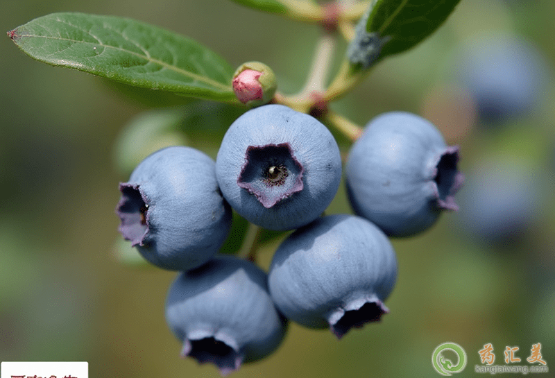 藍莓的營養(yǎng)價值 藍莓的營養(yǎng)價值