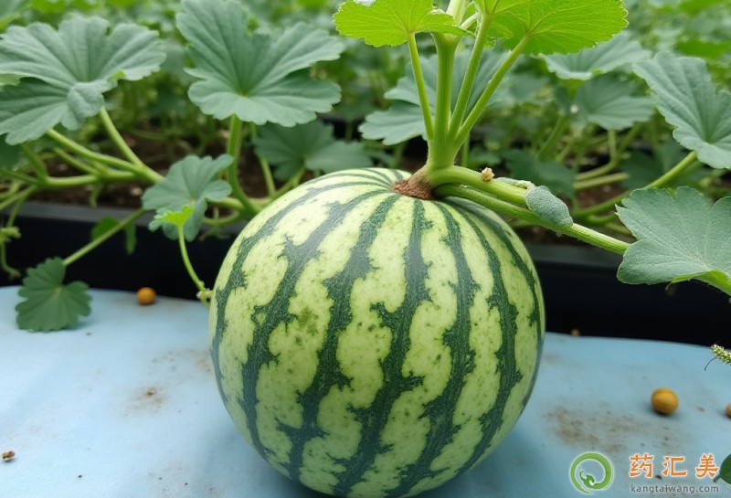 挑西瓜的技巧 挑西瓜的技巧