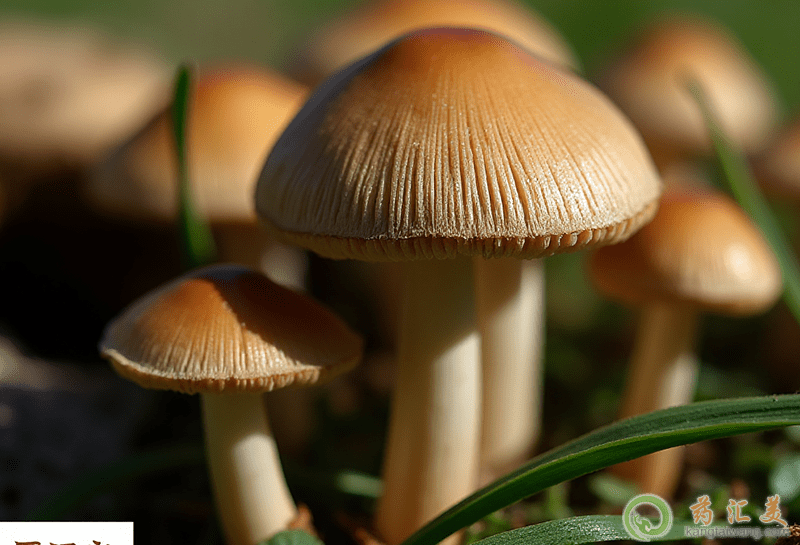 蘑菇的營養(yǎng)價值 蘑菇的營養(yǎng)價值