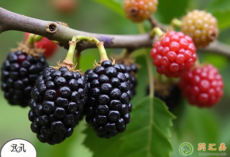 什么水果可以補(bǔ)腎壯陽(yáng) 什么水果可以補(bǔ)腎壯陽(yáng)