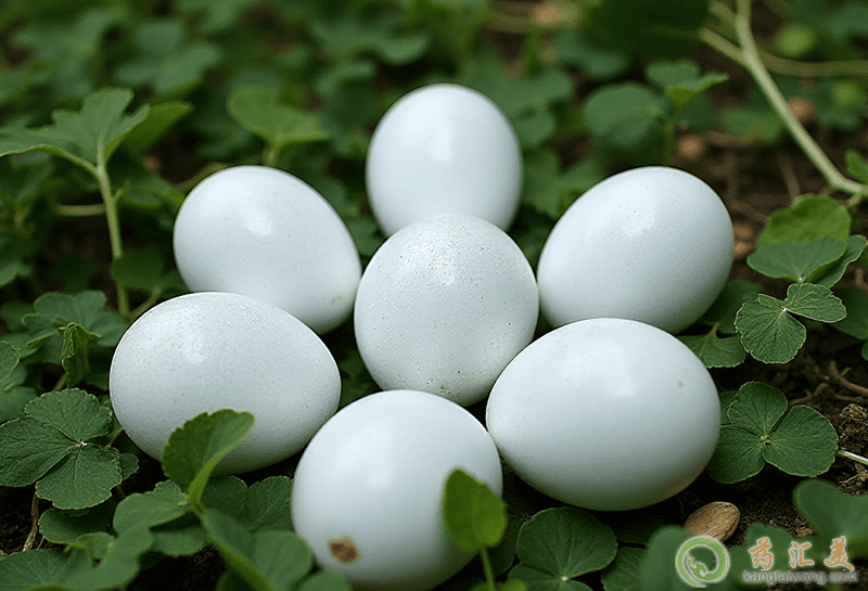 鵝蛋的營養價值 鵝蛋的營養價值