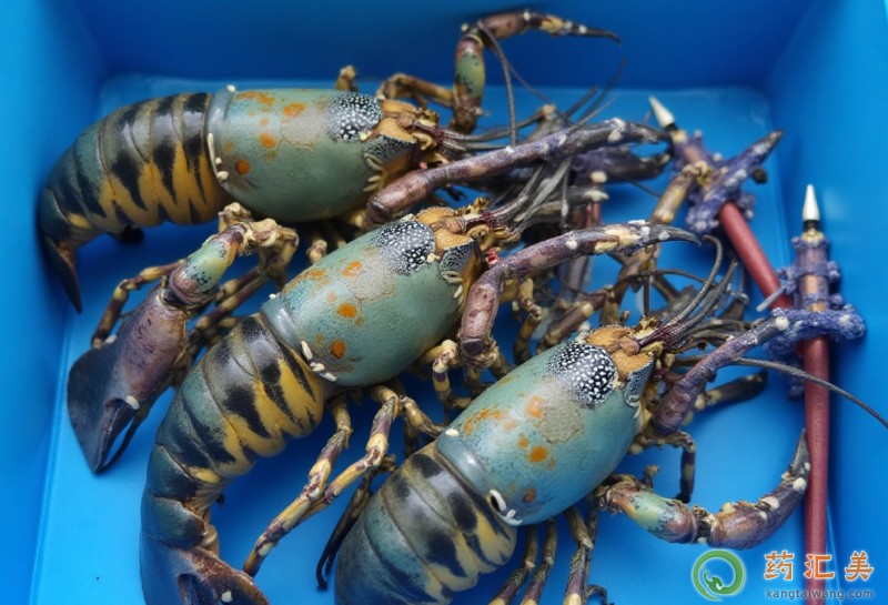 吃花龍蝦能補腎嗎 吃花龍蝦能補腎嗎