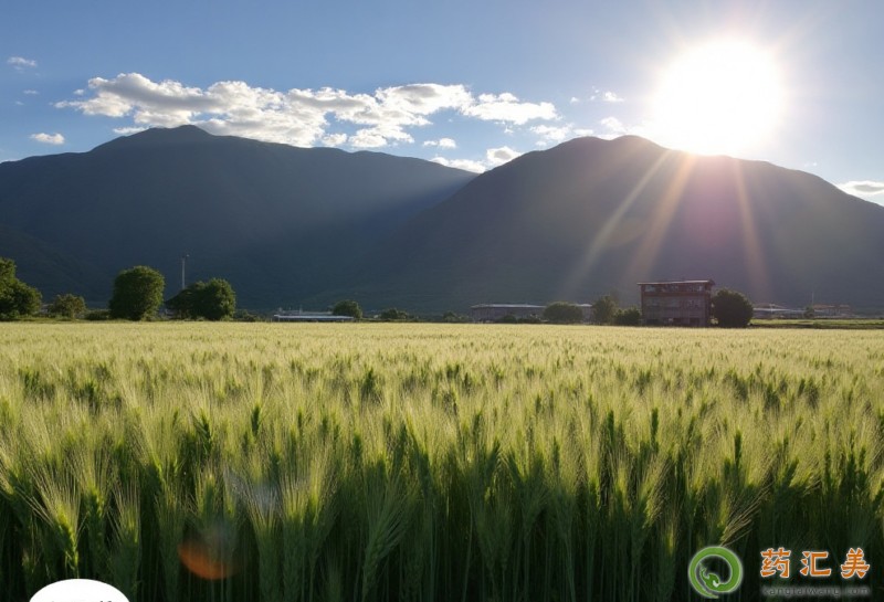 胰腺炎能吃青稞嗎 胰腺炎能吃青稞嗎