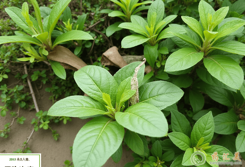 降糖草的食用方法 降糖草的食用方法