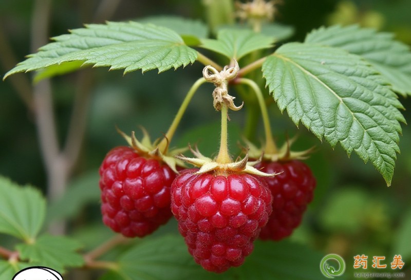 胰腺炎能吃山莓嗎 胰腺炎能吃山莓嗎