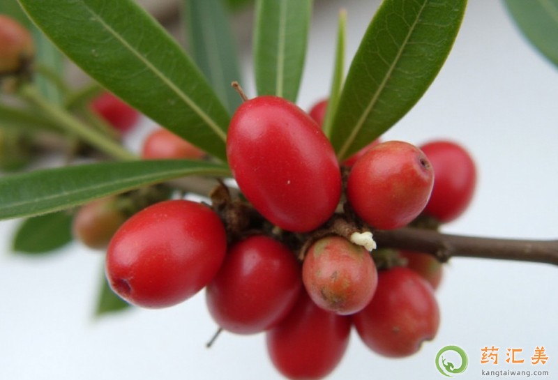 胰腺炎可以吃神秘果嗎 胰腺炎可以吃神秘果嗎